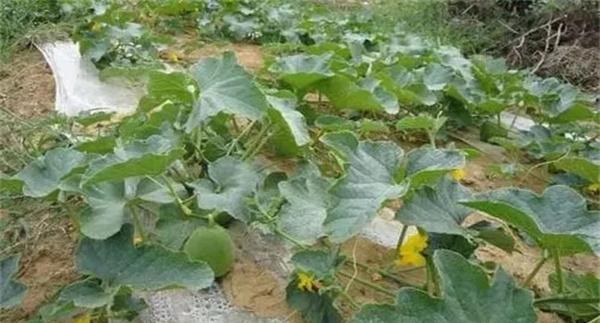 哈密瓜留果节位对果实有何影响