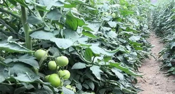 番茄苗期管理不当