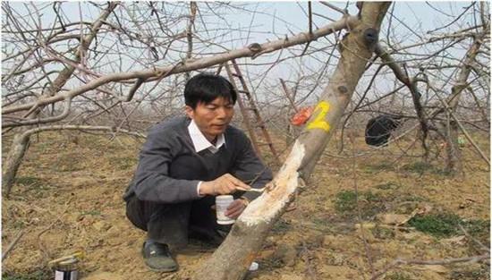 四种苹果树主要病害防治要点：苹果树腐烂病等