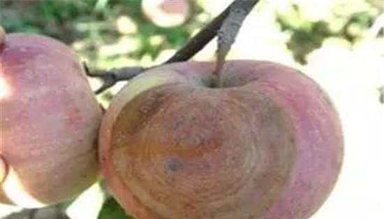 苹果炭疽病