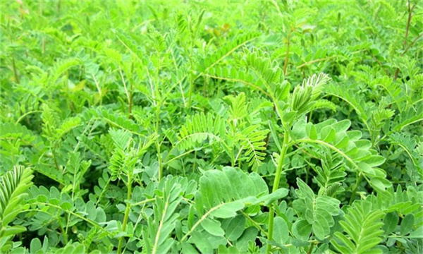 黄芪该怎么进行田间管理