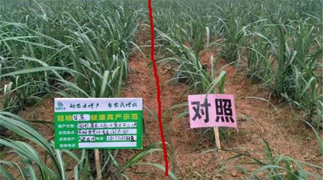 注意观察作物对微量元素的反应