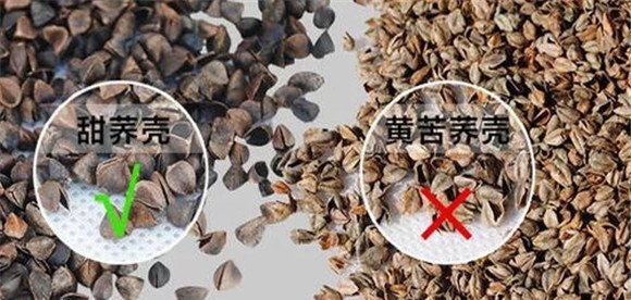 甜荞麦和苦荞麦的区别