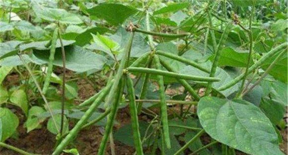 绿豆病毒病防治方法