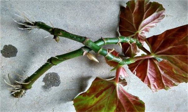 竹节海棠如何扦插