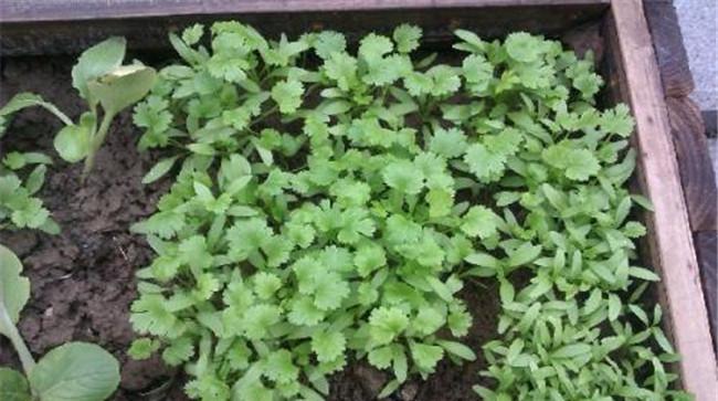 香菜（芫荽）白粉虱如何防治
