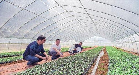 蜜本南瓜播种方法
