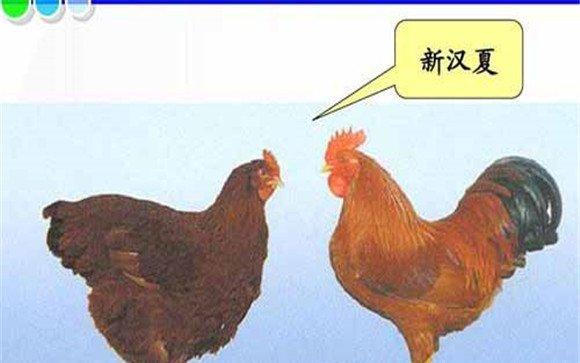 常见蛋鸡品种有哪些