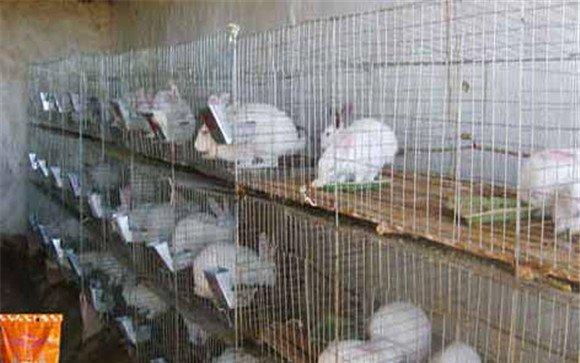 家兔饲料配制注意事项