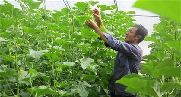 哈密瓜如何整枝留瓜