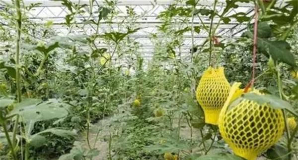 种植哈密瓜应注意什么
