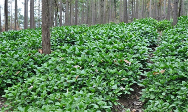 秋季适宜种植什么药材
