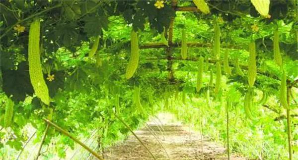 深冬季节大棚栽培苦瓜如何防低温?