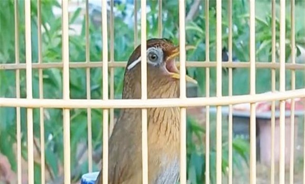 画眉主要食物的构成