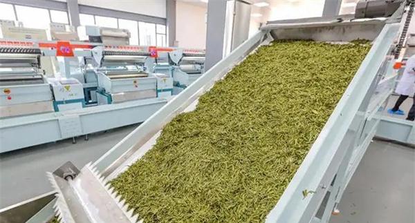 扁形名优绿茶机械加工