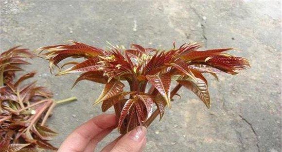 香椿原产地是哪个国家