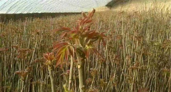 香椿的形态特征