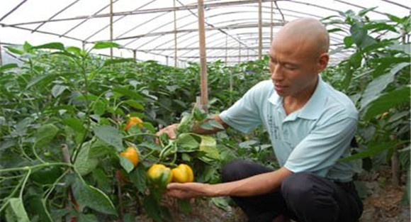 甜椒定植管理技术