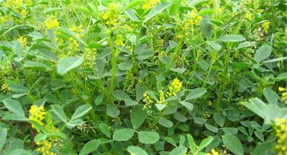 草木樨栽培技术要点