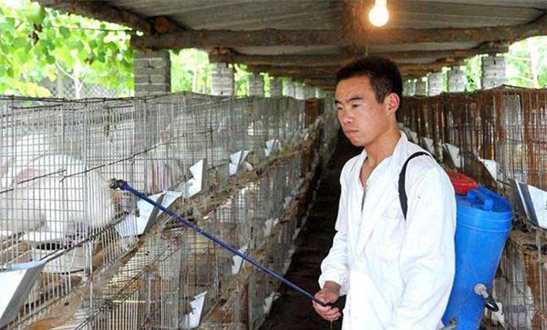 兔舍一般怎样消毒