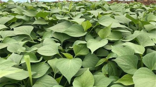 甘薯薯块膨大期要重施肥