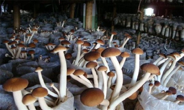 茶树菇怎么种植才能高产