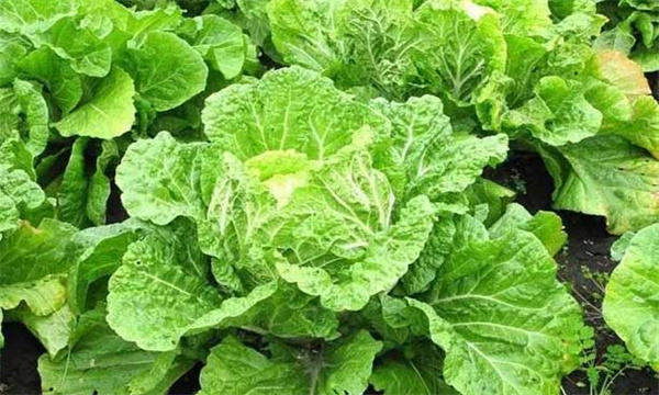 大白菜怎样施用冲施肥