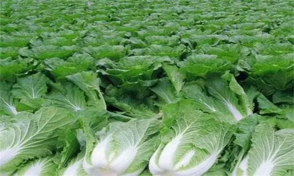 大白菜如何施用冲施肥