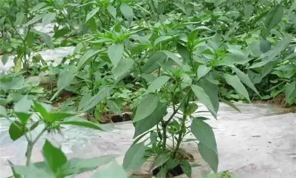 辣椒合理施肥的目标和依据