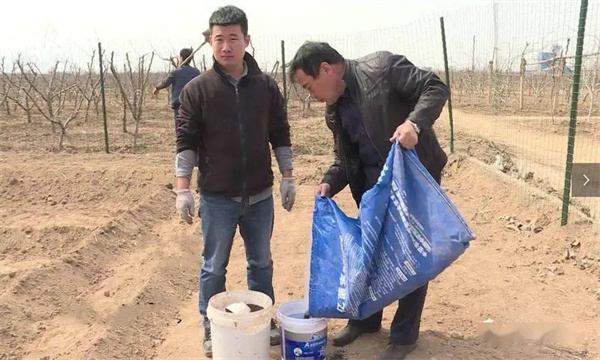 桃树设施栽培技术要点与主要步骤