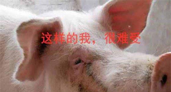 猪霉菌毒素中毒的临床表现