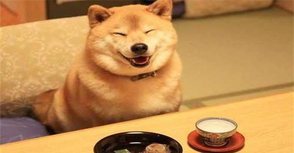 日本柴犬怎么养