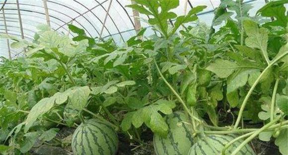 大棚西瓜的温度管理