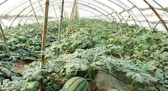 大棚西瓜的湿度管理