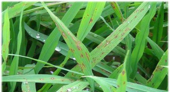 水稻稻瘟病综合防治技术