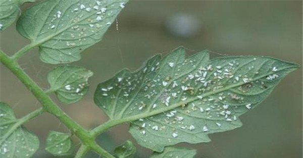 白粉虱的防治方法