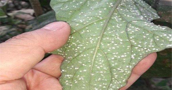 白粉虱的防治方法