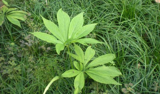 半夏的种植前景如何
