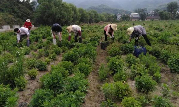 福白菊的田间管理措施有哪些