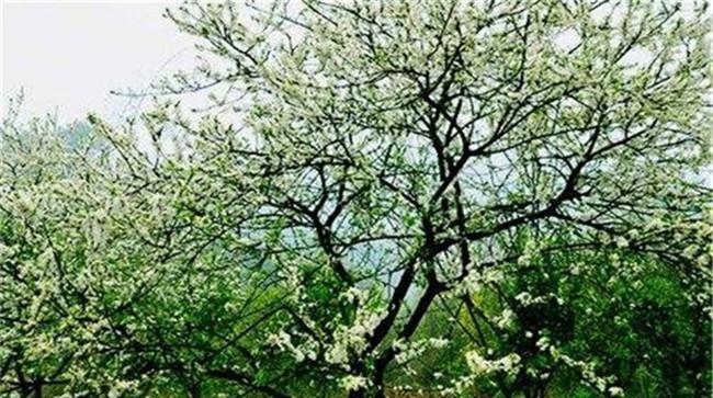 防治李实蜂等虫害