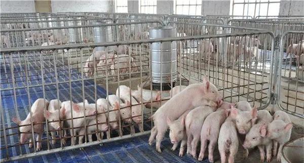 世界肉猪养殖业的现状及发展趋势