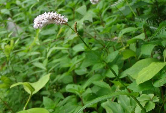 沙参种植技术