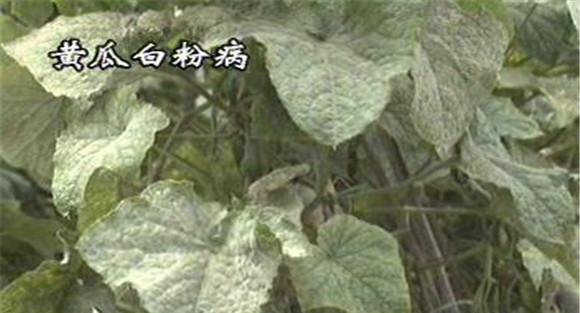 黄瓜白粉病用什么药