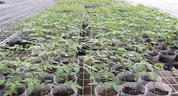 番茄育苗技术要求