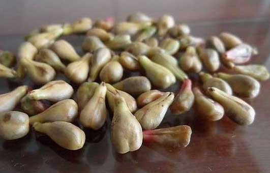 葡萄种植管理方法