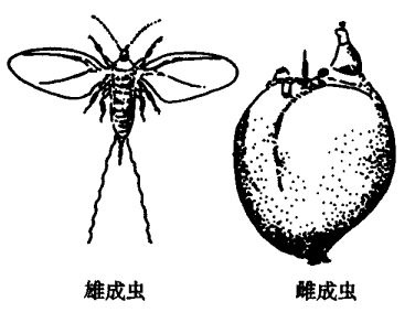 紫胶虫的药用价值有哪些