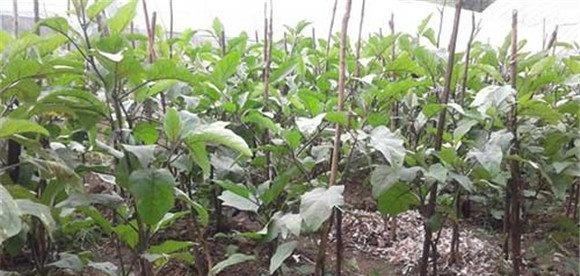 夏茄子定植后怎样浇水