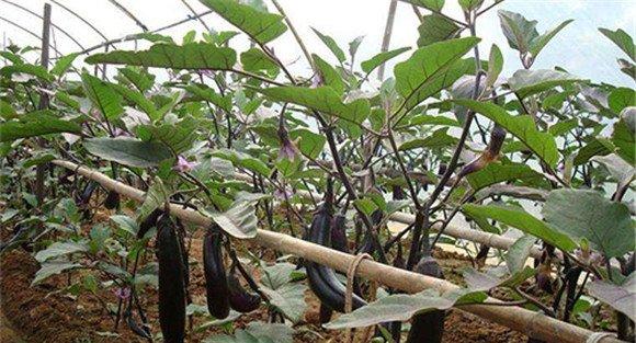 夏茄子如何整枝打杈