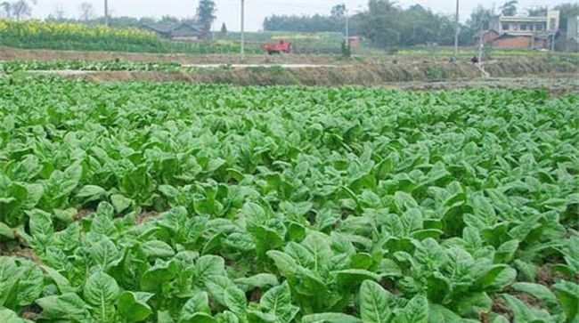 有机蔬菜种植需要什么条件