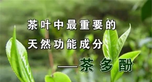 茶多酚被氧化